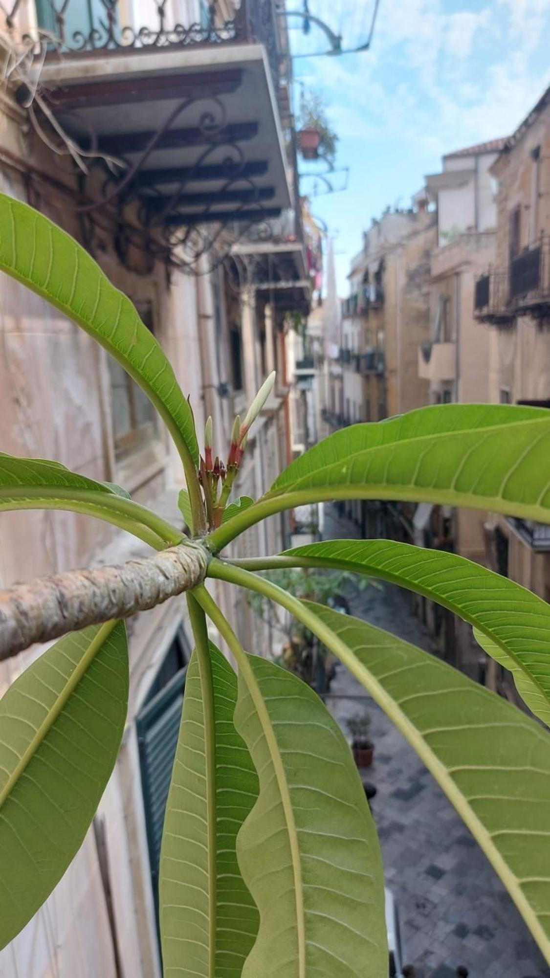 A Casa Di Elena Apartment Palermo Bagian luar foto